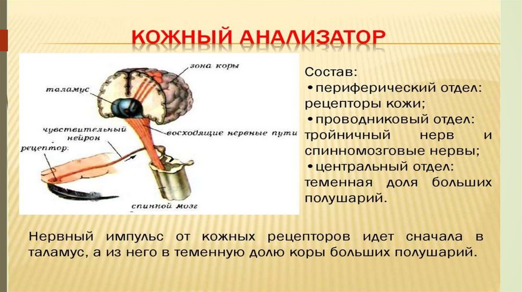 Презентация вестибулярный анализатор мышечное чувство осязание 8 класс презентация