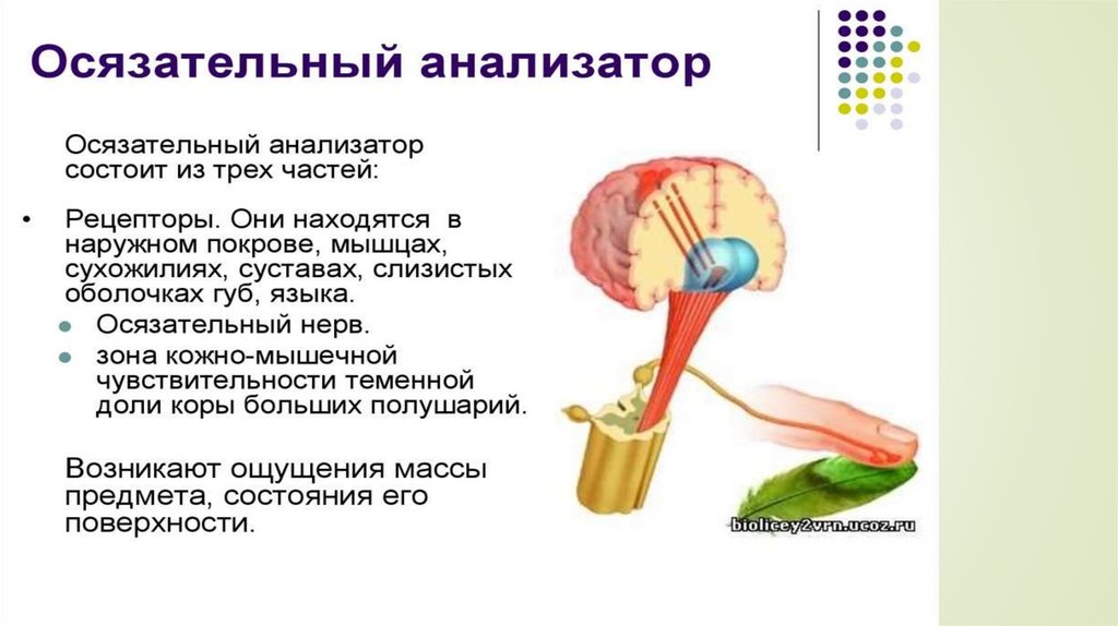 Мышечное чувство рисунок