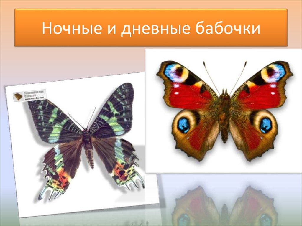 Сходства и различия бабочек 2 класс