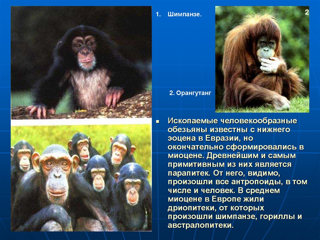 В какой природной зоне обитают обезьяны. Человекообразные обезьяны. Шимпанзе человекообразные обезьяны. Человекообразные представители. Человекообразные обезьяны место обитания.