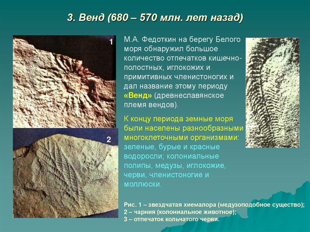 3. Венд (680 – 570 млн. лет назад)