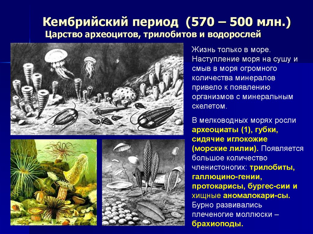 Кембрийский период (570 – 500 млн.) Царство археоцитов, трилобитов и водорослей