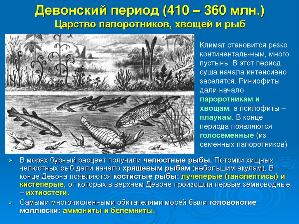 Девонский период (410 – 360 млн.) Царство папоротников, хвощей и рыб