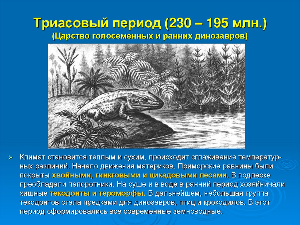Триасовый период (230 – 195 млн.) (Царство голосеменных и ранних динозавров)
