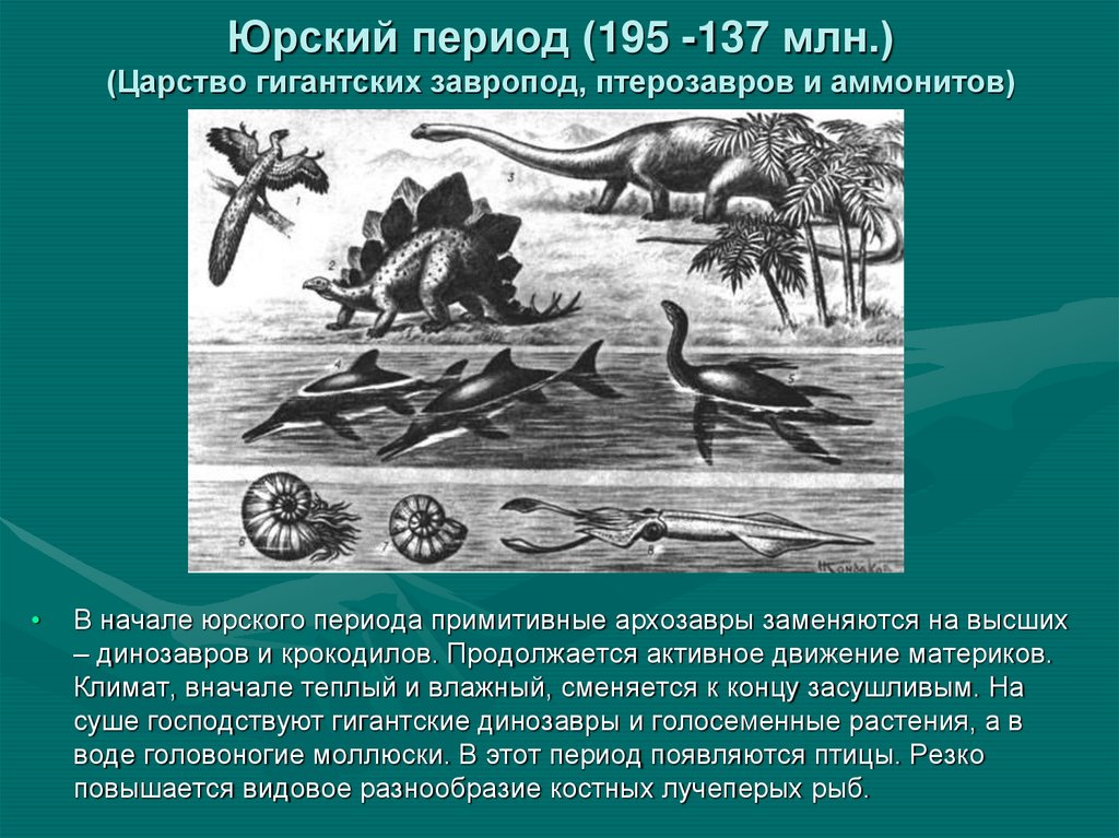 Юрский период (195 -137 млн.) (Царство гигантских завропод, птерозавров и аммонитов)