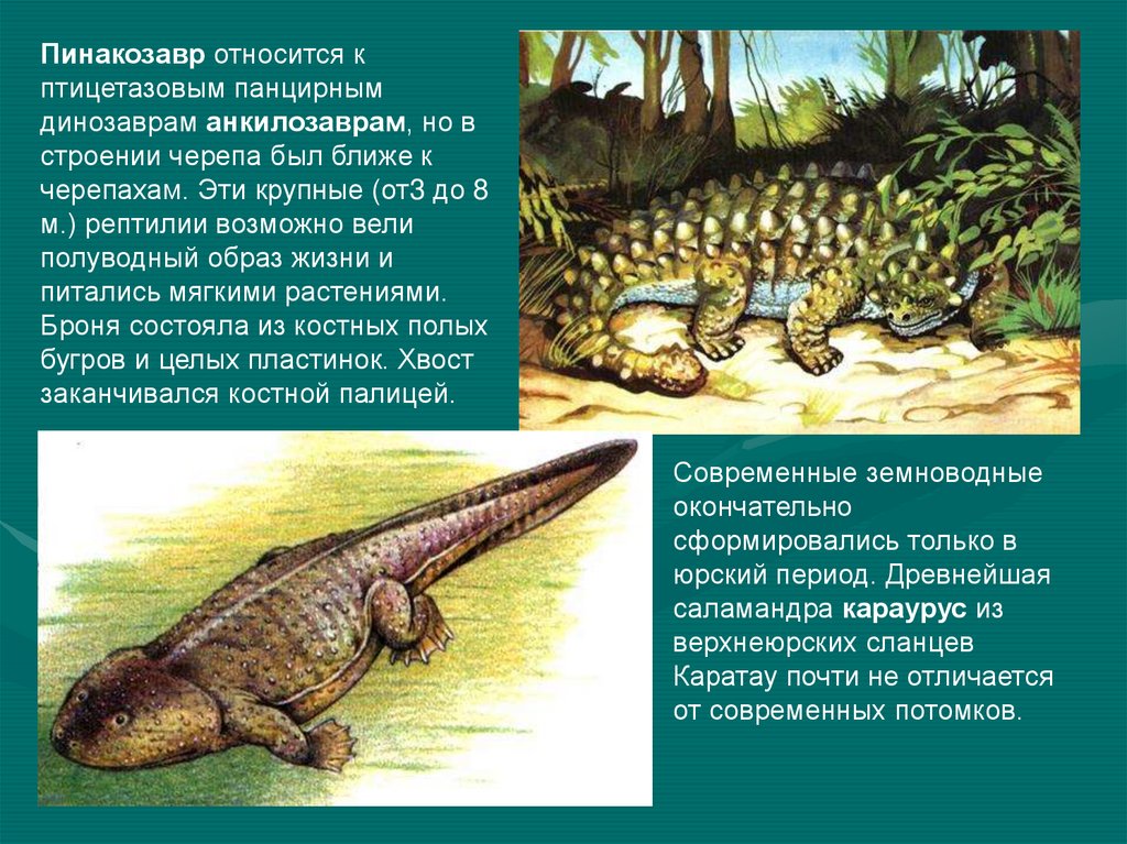 Ведут полуводный образ жизни. Анкилозавр. Пинакозавр. Пинакозавр и Анкилозавр отличия. Панцирные динозавры.