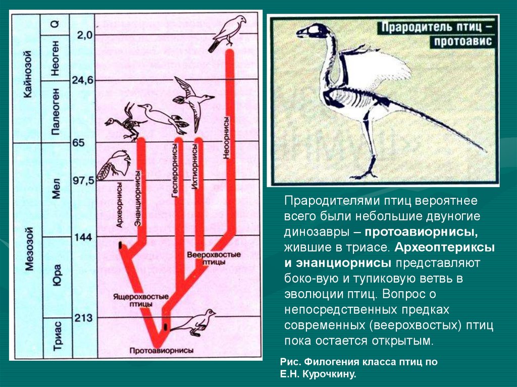 Расцвет млекопитающих появление птиц. Археоптерикс Эволюция птиц. Эволюция птиц схема. Предки птиц. Предки современных птиц.