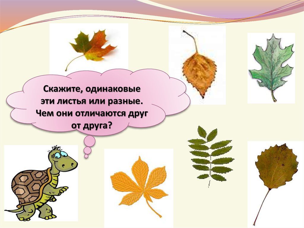 Одинаково сказала. Занятие деревья листья. Лист. Окружающий мир что это за листья. О́кружающий мир что за листья.