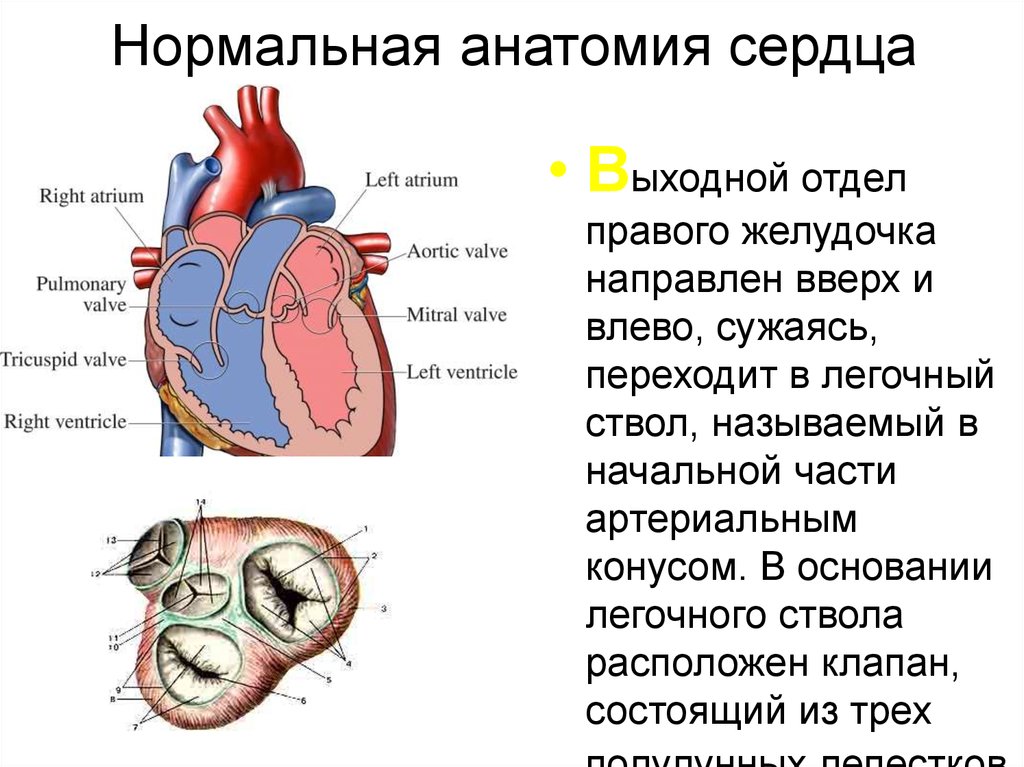 Правый желудочек размеры. Нормальная анатомия сердца. Перегородки сердца анатомия. Выходной отдел правого желудочка. Легочный ствол сердца анатомия.