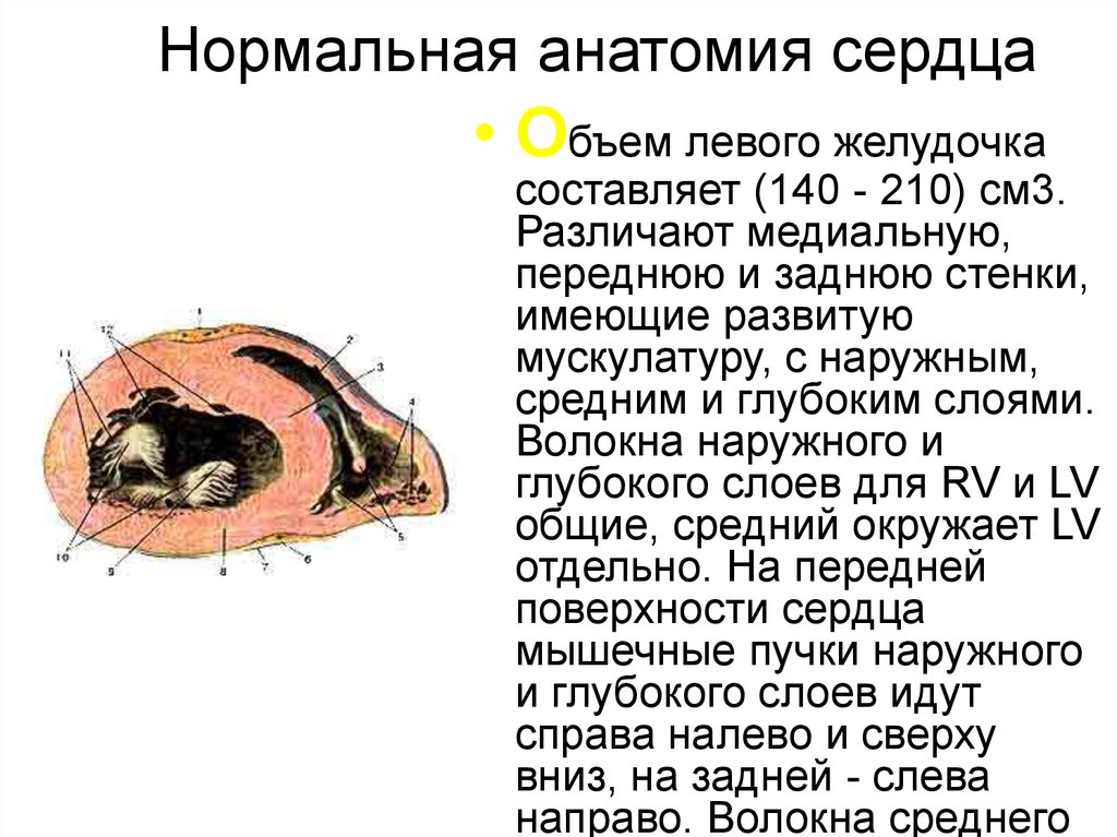 Нормальная анатомия. Передне задний размер правого желудочка. Переднезадний размер левого желудочка. Переднезадний размер левого желудка. Толщина левого желудочка составляет.