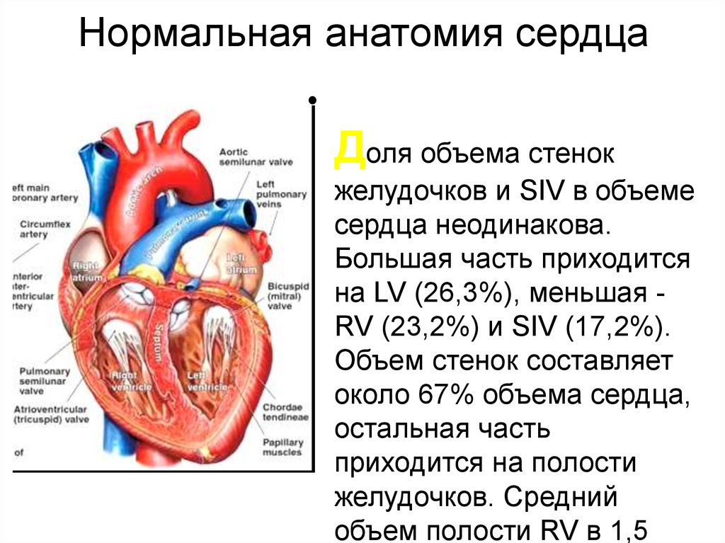 Количество сердечных. Нормальная анатомия сердца. Объем сердца. Стенки желудочков сердца.