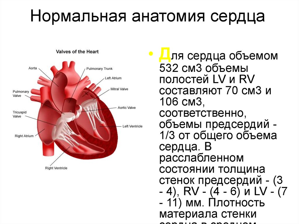 Полости сердца. Нормальная анатомия сердца. Сердце сердечно сосудистая система анатомия.