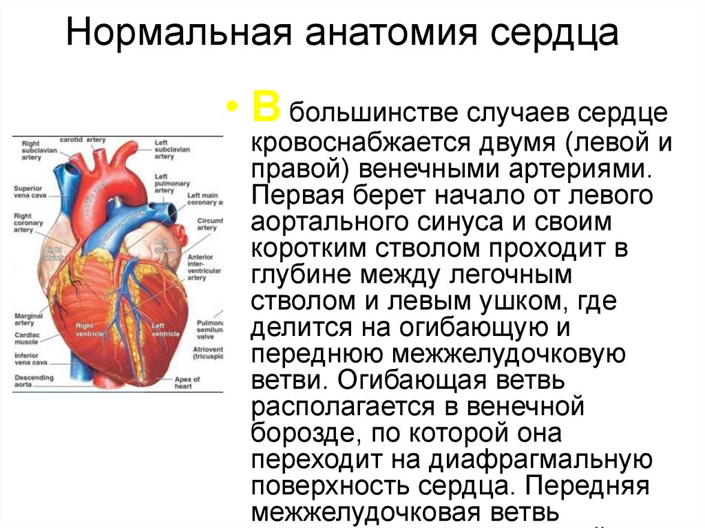 Поверхности сердца. Нормальная анатомия сердца. Края сердца анатомия. Основание сердца анатомия. Диафрагмальная поверхность сердца.