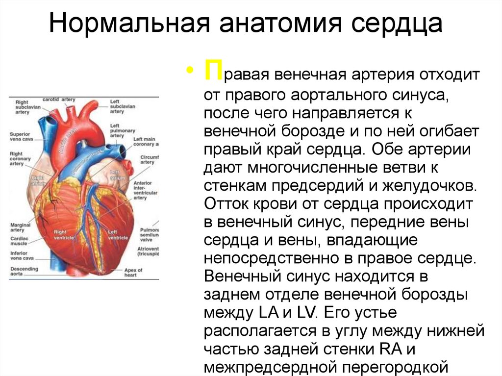 Венечный синус. Анатомия сердца межпредсердной перегородки. Венечная борозда сердца анатомия. Строение сердца межпредсердная перегородка. Строение сердца венечный синус.