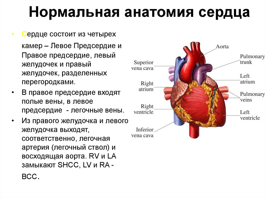 Сердце человека состоит из. Нормальная анатомия сердца. Сердце состоит из. Сердце состоит из четырёх камер. Сердце анатомия конспект.