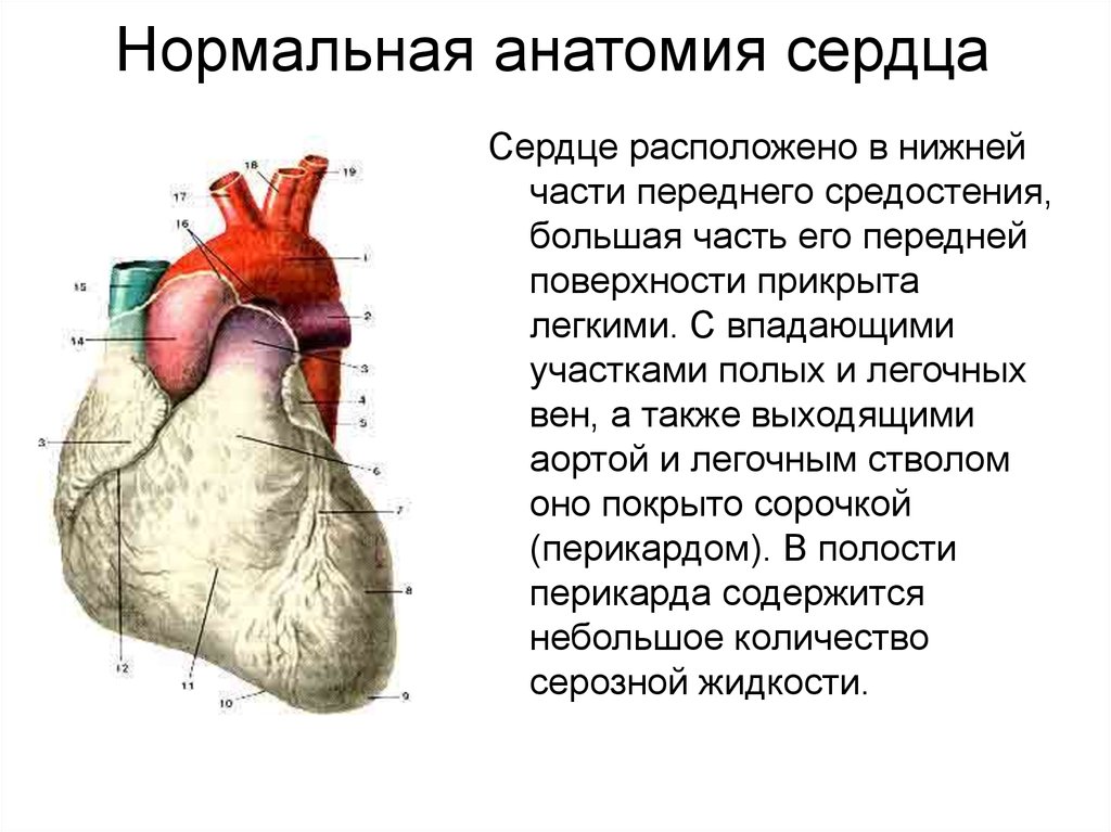 Сердечные струны геншин. Нормальная анатомия сердца. Струны сердца анатомия.