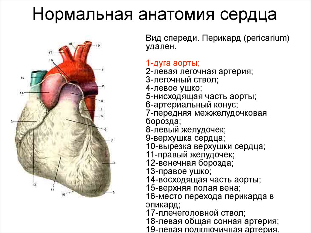 3 околосердечная сумка. Внешнее строение сердца вид спереди. Сердце вид спереди анатомия. Грудино-реберная поверхность сердце вид спереди. Строение сердца анатомия поверхности.