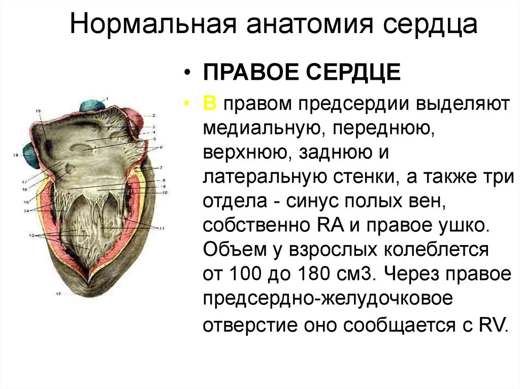 Нормальная анатомия. Отверстия сердца анатомия. Правое предсердно-желудочковое отверстие анатомия. Правое и левое предсердно-желудочковое отверстие. Правое предсердие анатомия.