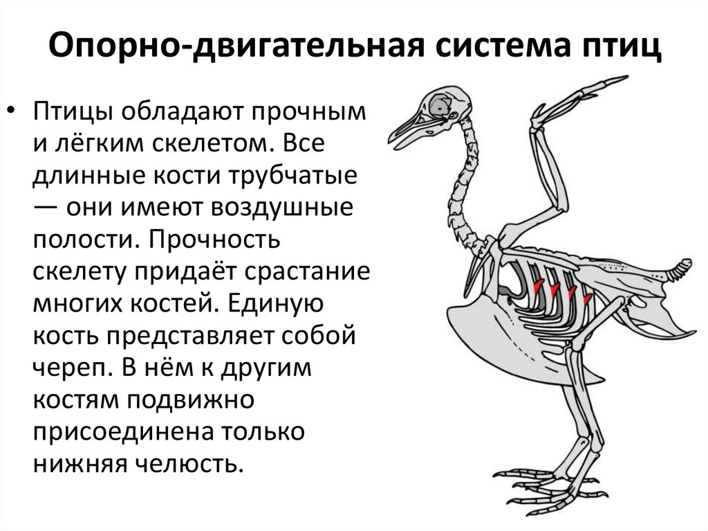 Сделайте вывод об особенностях строения скелета птиц