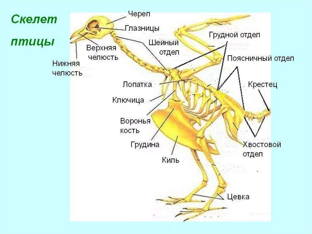 Особенности строения скелета в жизни птицы. Строение кости скелета птицы. Опорно двигательная система птиц скелет. Опорно двигательная система птиц отделы скелетов. Строение птиц отделы скелета особенности строения.