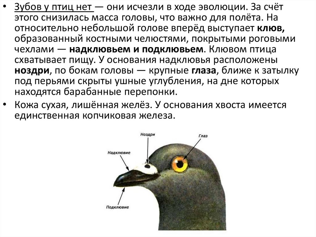 Особенности внешнего строения головы птицы