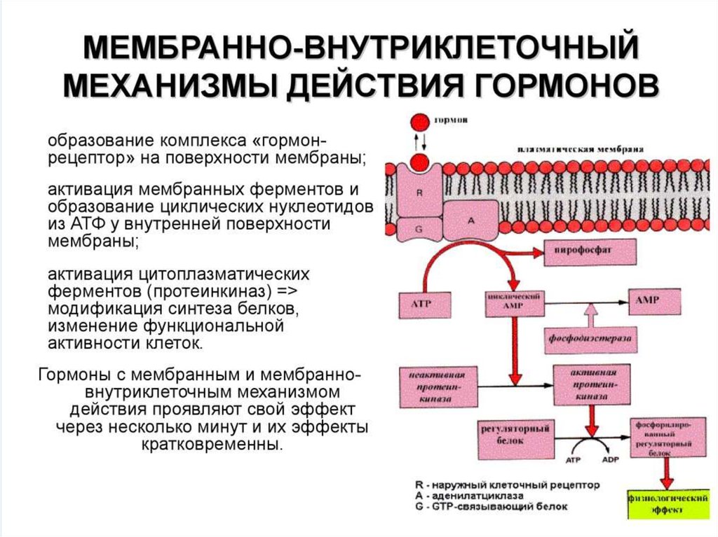 Мембранный механизм действия гормонов схема