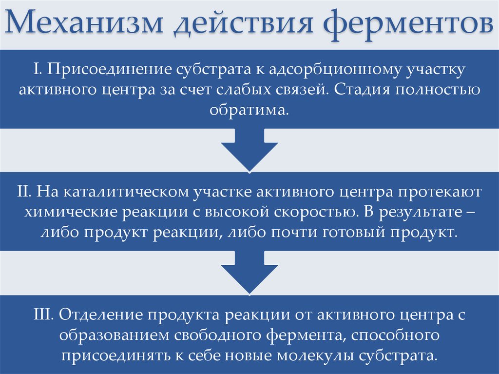 Действие ферментов. Механизм действия ферменто. Механизм работы ферментов схема. Механизм действия ферментов. Механизм работы ферментов кратко.