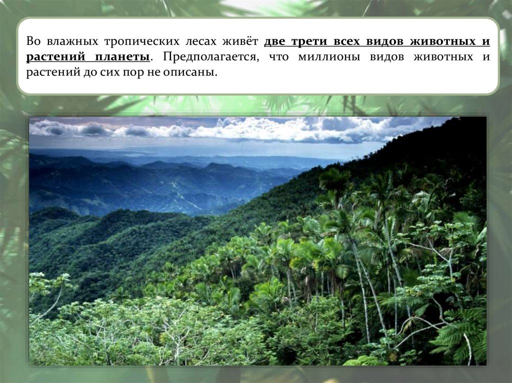 Тропический лес текст. Тропические леса климатические условия. Названия влажных тропических лесов. Приспособления влажные тропические леса. Растительный мир тропического пояса.