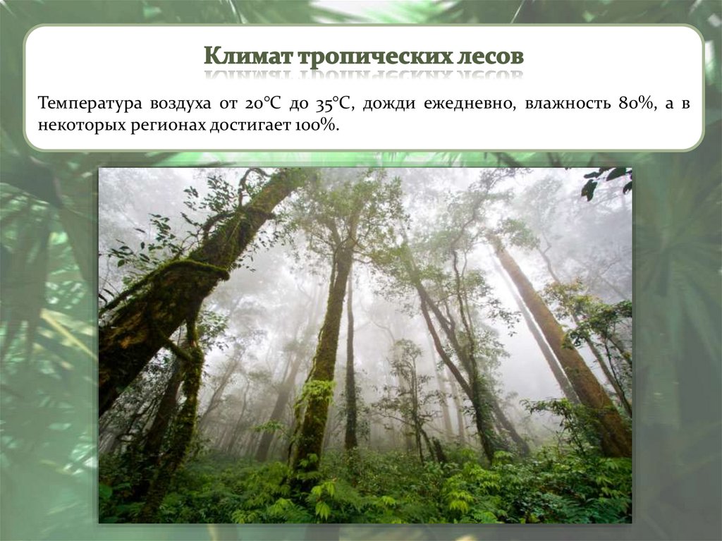 Леса смягчая климат сохраняют влагу. Климат влажных тропических лесов. Сезонно влажные тропические леса климат. Тропический лес климат. Тропические леса климатические условия.