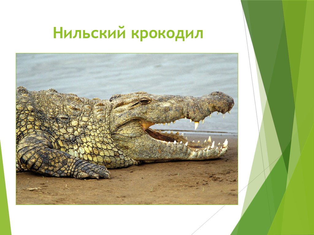 Нильский крокодил относится к пресмыкающимся. Нильский крокодил. Нильский крокодил красная книга. Презентация Нильский крокодил. Сообщение о нильском крокодиле.