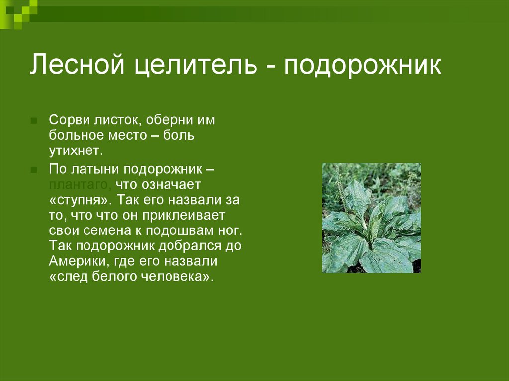 Какой стороной прикладывать лопух к больному месту лицевой или изнаночной фото