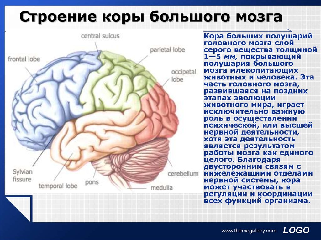 Структура и функции больших полушарий. Строение коры головного мозга анатомия. Большие полушария головного мозга структура.