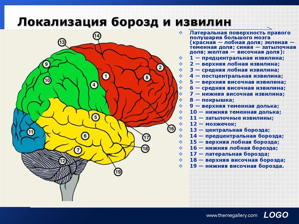 6 долей мозга. Борозды и извилины головного мозга. Извилины лобной доли головного мозга. Функции извилин височной доли.