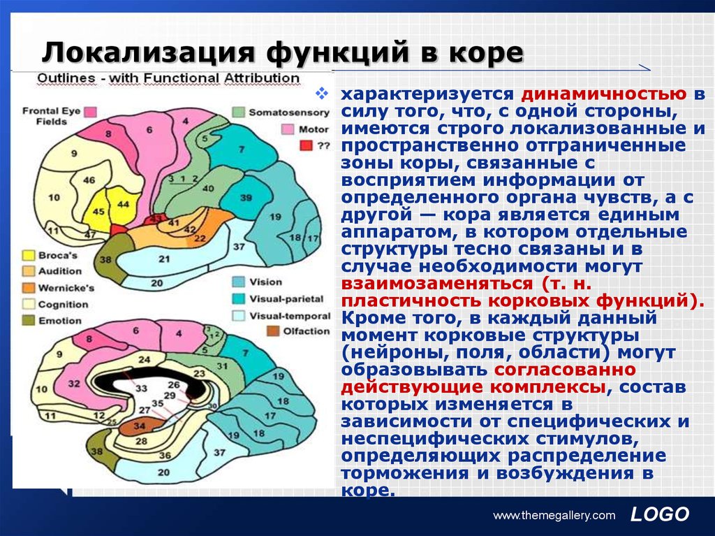 Вазогенный очаг больших полушарий. Локализация функций в коре полушарий мозга. Учение о локализации функций в коре головного мозга. Локализация функций в коре полушарий большого мозга. Локализация психических функций в коре головного мозга.