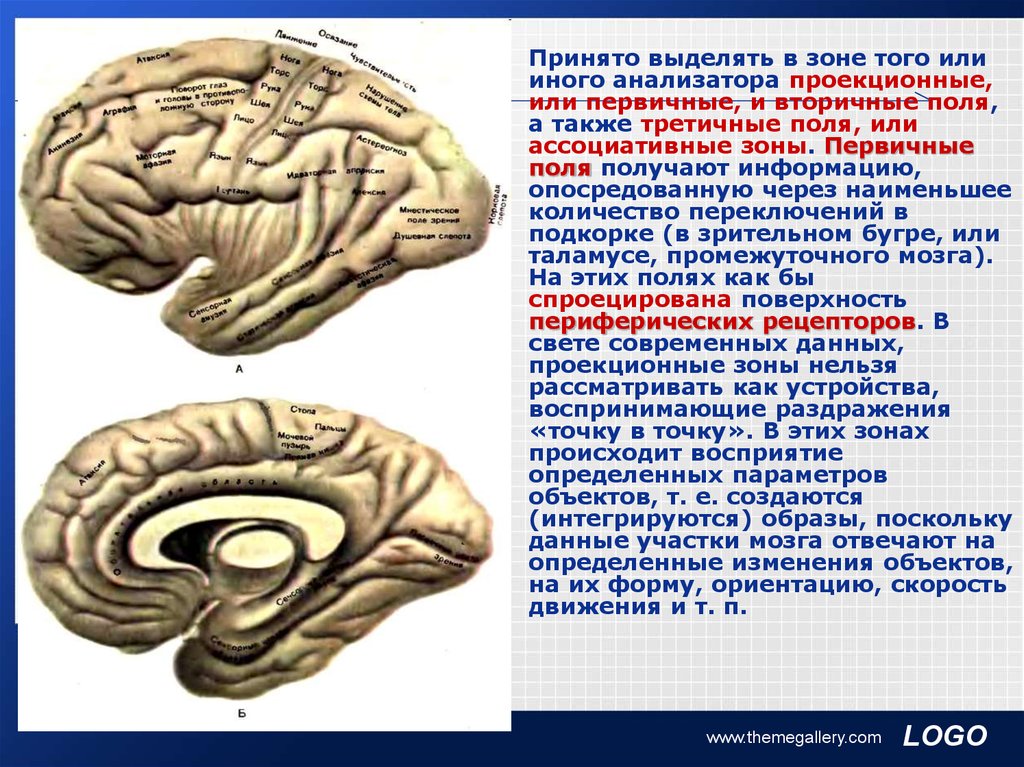 Первичные поля мозга. Первичные поля головного мозга. Первичные поля анализаторов. Первичные и вторичные ассоциативные зоны. Вторичные поля головного мозга.