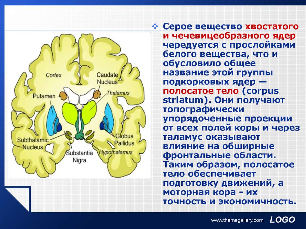 Серое вещество. Ядра серого вещества. Хвостатое и чечевицеобразное ядро. Белое вещество подкорковые ядра. Подкорковые ядра серого вещества.