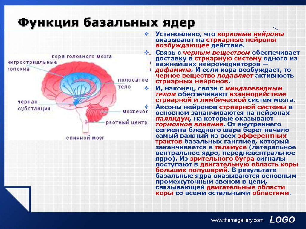 Базальные ядра картинка