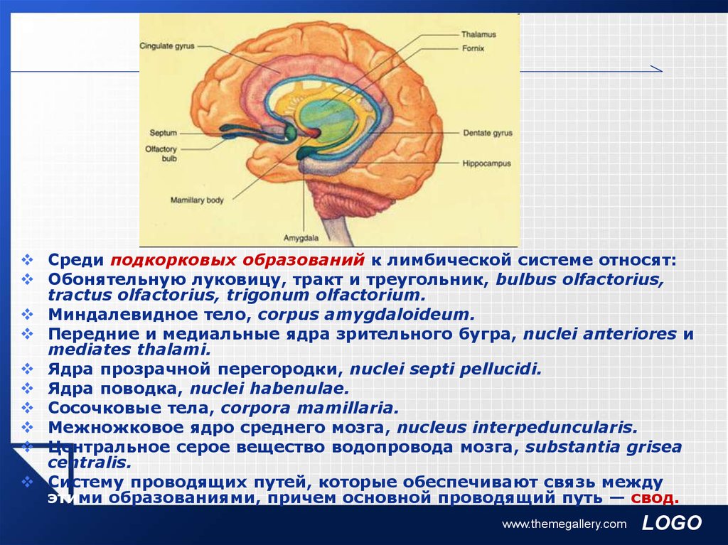 Головной мозг строение желудочки