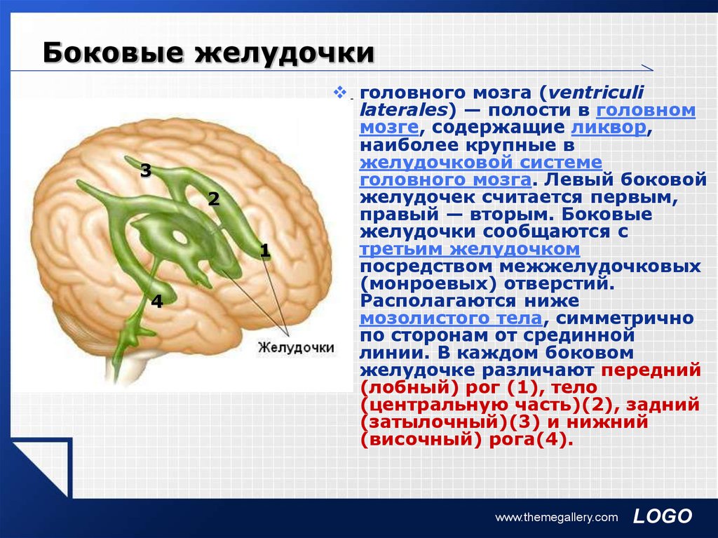 Головной мозг строение желудочки