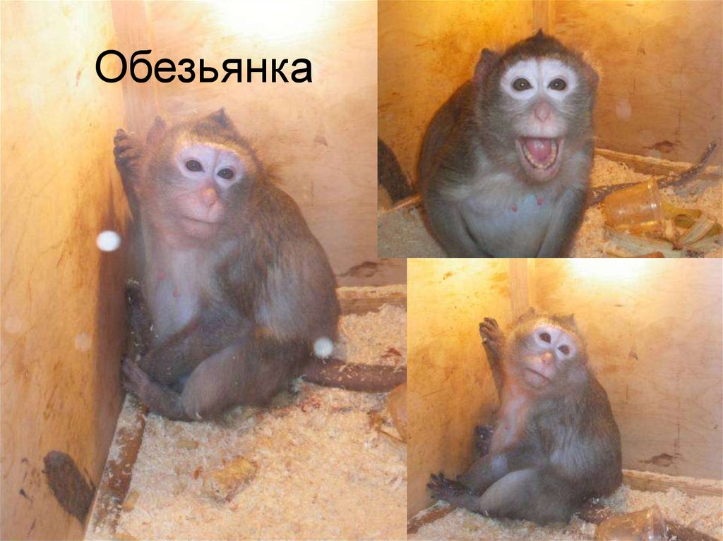 Обезьянка