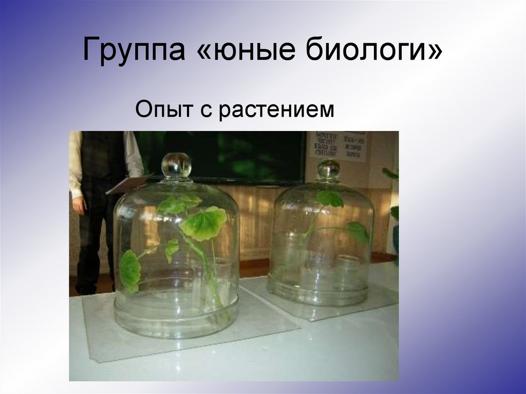 Опыт дыхание растений 6 класс. Опыт по биологии 6 класс дыхание растений. Опыты с растениями. Эксперименты с растениями. Опыты по дыханию растений.