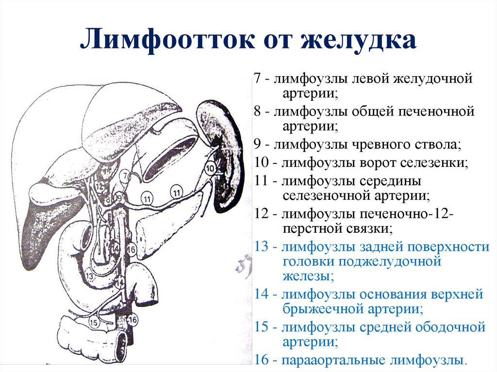 Лимфоотток желудка схема