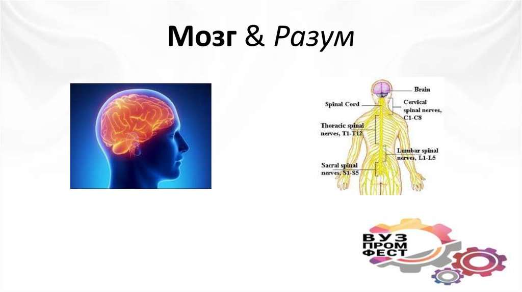 Мозг & Разум