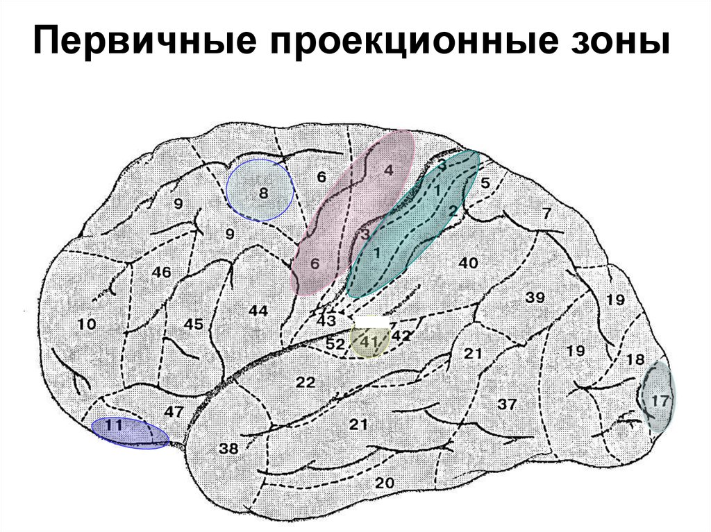 Третичные поля мозга. Первичные проекционные зоны коры головного мозга. Первичные вторичные и третичные проекционные корковые зоны. Проекционные зоны коры больших полушарий. Проекционные зоны анализаторов.