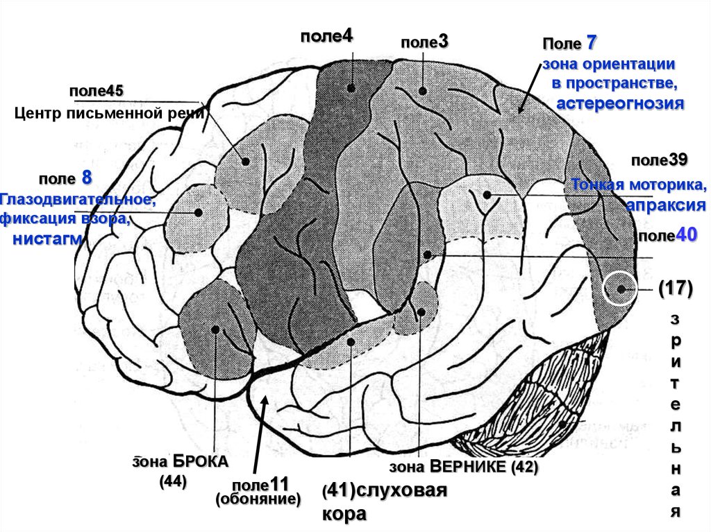 Расположение полей. Неокортекс структурно функциональная. Зоны неокортекса. Поля и зоны неокортекса. Неокортекса схема.