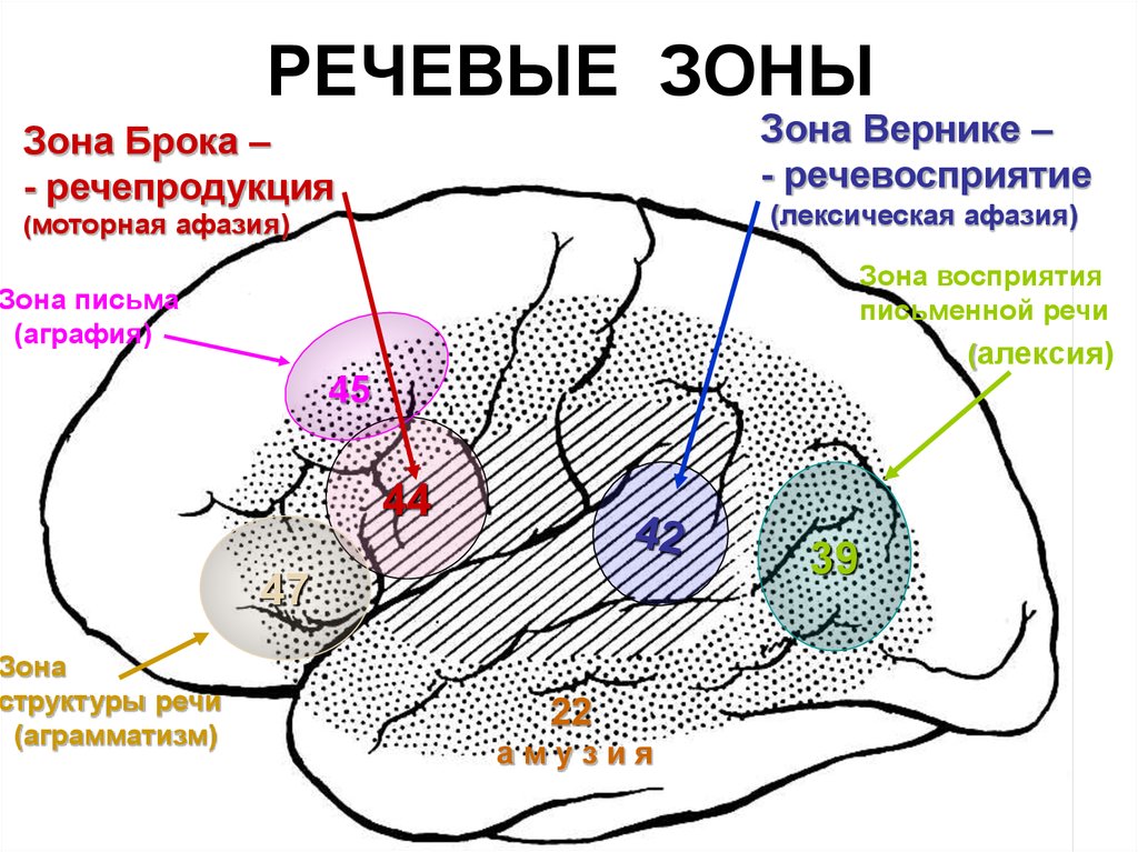 Зоны восприятия мозга. Речевые центры. Зона Брока. Зона Вернике. Речевые зоны мозга Брока и Вернике. Корковые речевые зоны мозга. Двигательный центр речи, центр Брока, расположен.