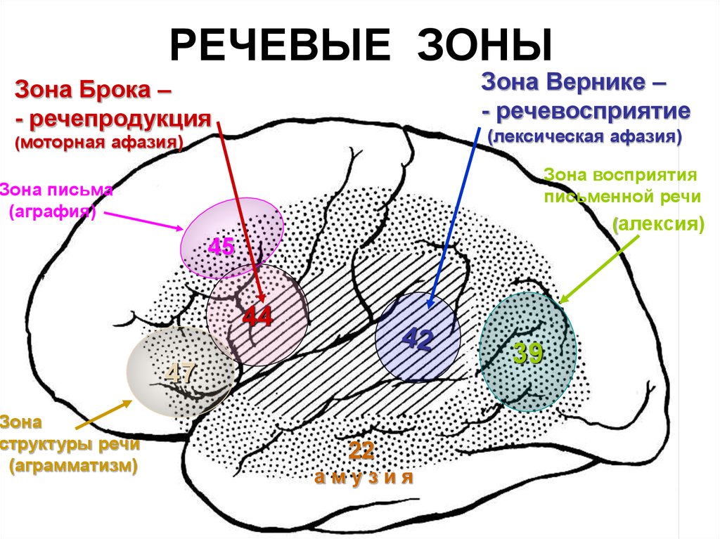 Зоны восприятия мозга