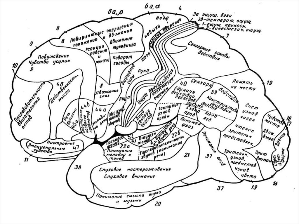 Организация коры головного мозга. Карта полей коры больших полушарий по Бродману. Корковые зоны по Бродману. Функциональные зоны коры больших полушарий по Бродману. Схема мозга по Бродману.