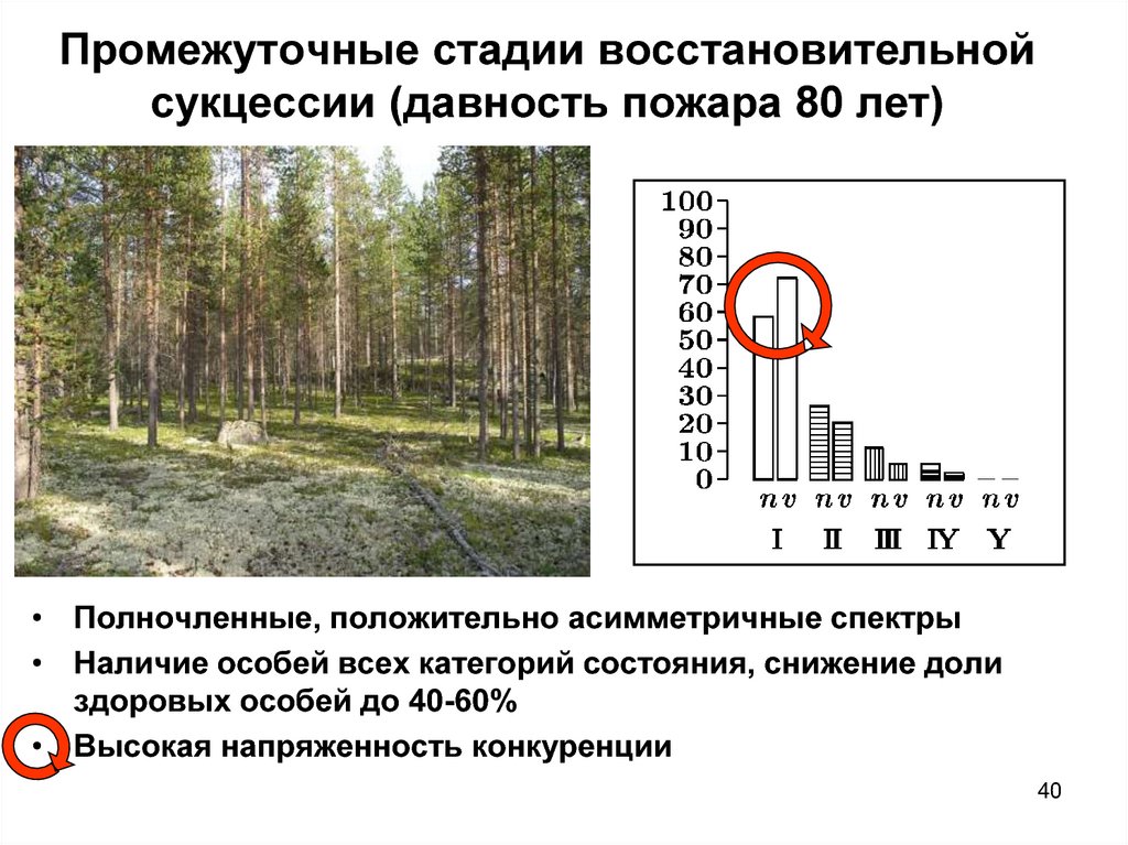 Промежуточные стадии. Восстановительная сукцессия. Лесонасаждения. Промежуточная стадия возгорания.