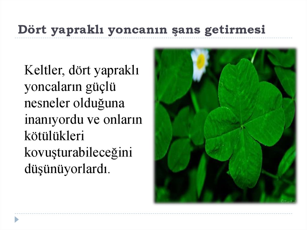 Dört yapraklı yoncanın şans getirmesi